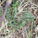 Seseli annuum Blatt