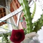 Huernia schneiderianaЦвят