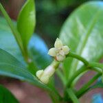 Eumachia lyciiflora