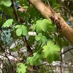 Tropaeolum ciliatum List