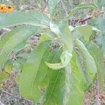 Prunus persica Leaf