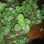Pilea nummulariifolia 葉