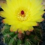 Parodia ottonis Flower