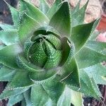 Aristaloe aristata cv. 'Cosmo'ഇല