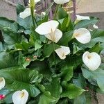 Zantedeschia aethiopica موطن