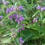 Phlomis herba-venti Kvet