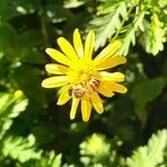 Euryops chrysanthemoides Blomma