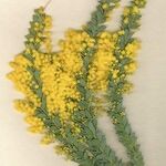 Acacia cultriformis 葉