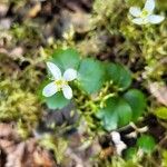 Coptis trifolia Hoja