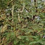 Vachellia nilotica Folha