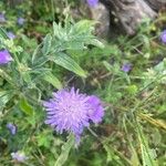 Knautia arvernensis Fiore