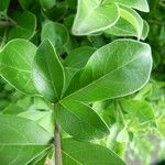 Vitex trifolia Leaf