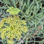 Crithmum maritimum花