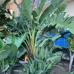 Strelitzia nicolai Φύλλο