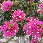 Bougainvillea glabraFlor