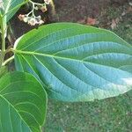 Cordia eriostigma Deilen