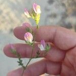 Ononis baetica Fleur