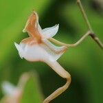 Chauliodon deflexicalcaratum Flower