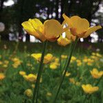 Ranunculus repens 花