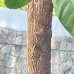 Pouteria caimito Bark
