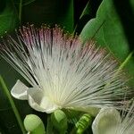 Barringtonia asiatica Fiore