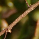 Evolvulus convolvuloides Corteza