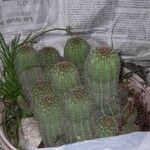 Echinopsis schickendantzii Hoja