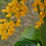 Pterocarpus rotundifolius Flower