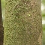 Pouteria engleri Bark