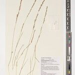 Eragrostis sarmentosa Diğer