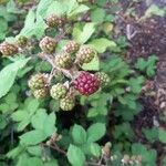 Rubus gratus ഫലം