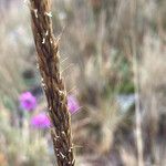 Cinnagrostis recta Flower