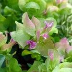 Origanum rotundifolium 花