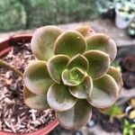 Echeveria angustifolia Blatt