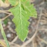 Sisymbrium loeselii Folha