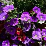 Petunia × atkinsiana عادت داشتن