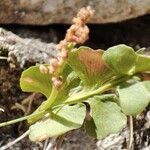 Botrychium lunaria Leaf