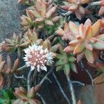 Sedum adolphi Flower