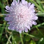 Knautia integrifolia Flower