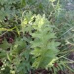 Cirsium tuberosum पत्ता