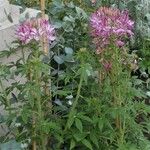 Cleome hassleriana موطن