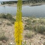 Stanleya pinnata Flower