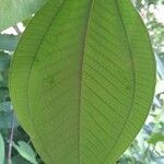 Miconia albicans Leaf