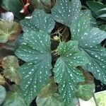 Begonia albomaculata