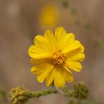 Holocarpha heermannii Flor