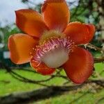 Couroupita guianensis Blomst