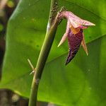 Ischnosiphon puberulus Flor