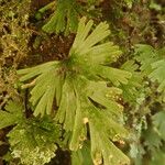 Trichomanes parvulum Leaf