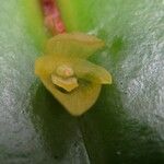 Pleurothallis homalantha Flor