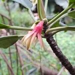 Bruguiera gymnorhiza Flower